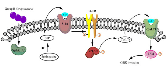 EmboMolMed's tweet photo. Targeting a host cell signaling network involving #EGFR improves outcome of animals with  #groupBStreptococcus #meningitis
@HopkinsMedicine

-> Read #openaccess: https://t.co/DycIaDfYFe https://t.co/mO2Dlzwrzd