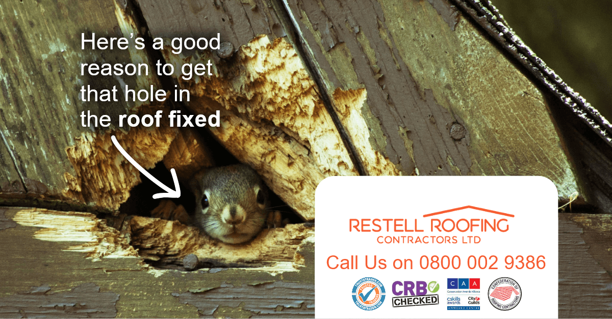 Restellroofing's tweet photo. Spotted a hole in the #roof or fascias 🙄 
Here is one good reason to get it looked at asap, remember its warm inside and cold outside, don't end up with a houseguest 😲 
Call us free on 0800 002 9386 if you have any concerns about your roof.
#CovHour #ReliableRoofer https://t.co/n2c3NdrmUC
