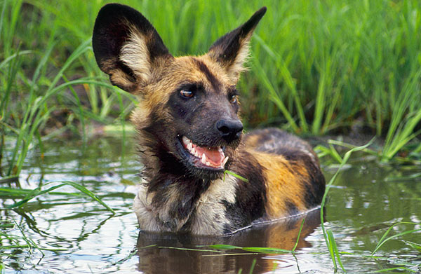 taking a bath when your ears are the size of the MOON! the love i am feeling in my heart is huge and profound i hope this dog had a fun time in the pond