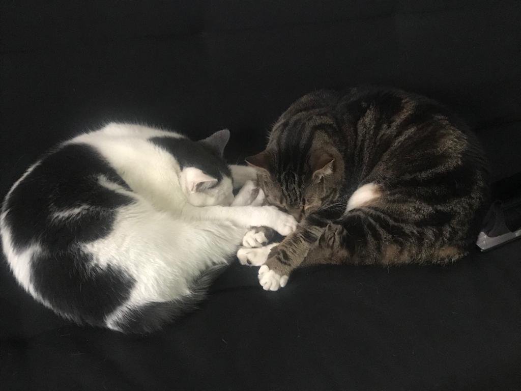 MickeySchwerner's tweet photo. #JoeBiden #YingYang #cats #CatsOfTwitter https://t.co/gN2zC8Z0Pl