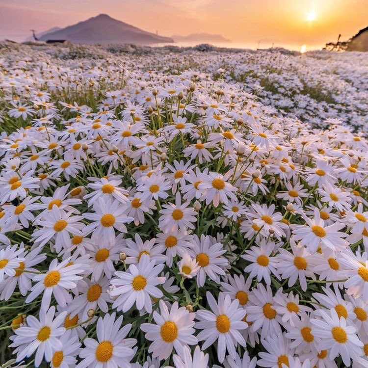 -Güneş her gün yenidir. [Heraclitus]