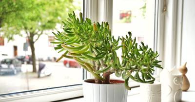 FloridaInterna3's tweet photo. From the best containers to plant them in, to watering tips and more, gardening experts share their advice. Also known as lucky plants and money trees, jade plants are a popular indoor succulent known for their thick steams and smal https://t.co/dTxRBd7vWi https://t.co/pglzsjPOvR