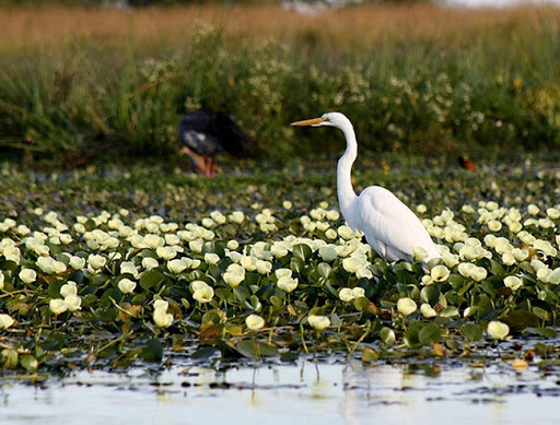 verocalello's tweet photo. Aves *Esteros del Ibera*
-Corrientes- ARG https://t.co/k9nt0kCSlc