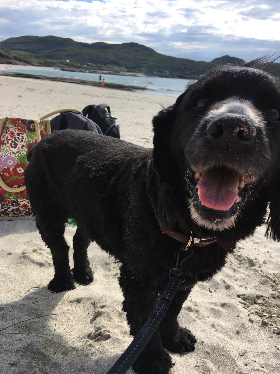 VHeadOfDogital's tweet photo. Anyone else watching #perfectPooch?
My mom clips my coat
I think she makes me look as handsome as those cockers on BBC1 tonight.
I’ve a curly coat but I am a #workingcocker, so she used to keep me clipped short but as I got older I’m allowed to keep it long!
#officedogs https://t.co/XhgfjbXTGG