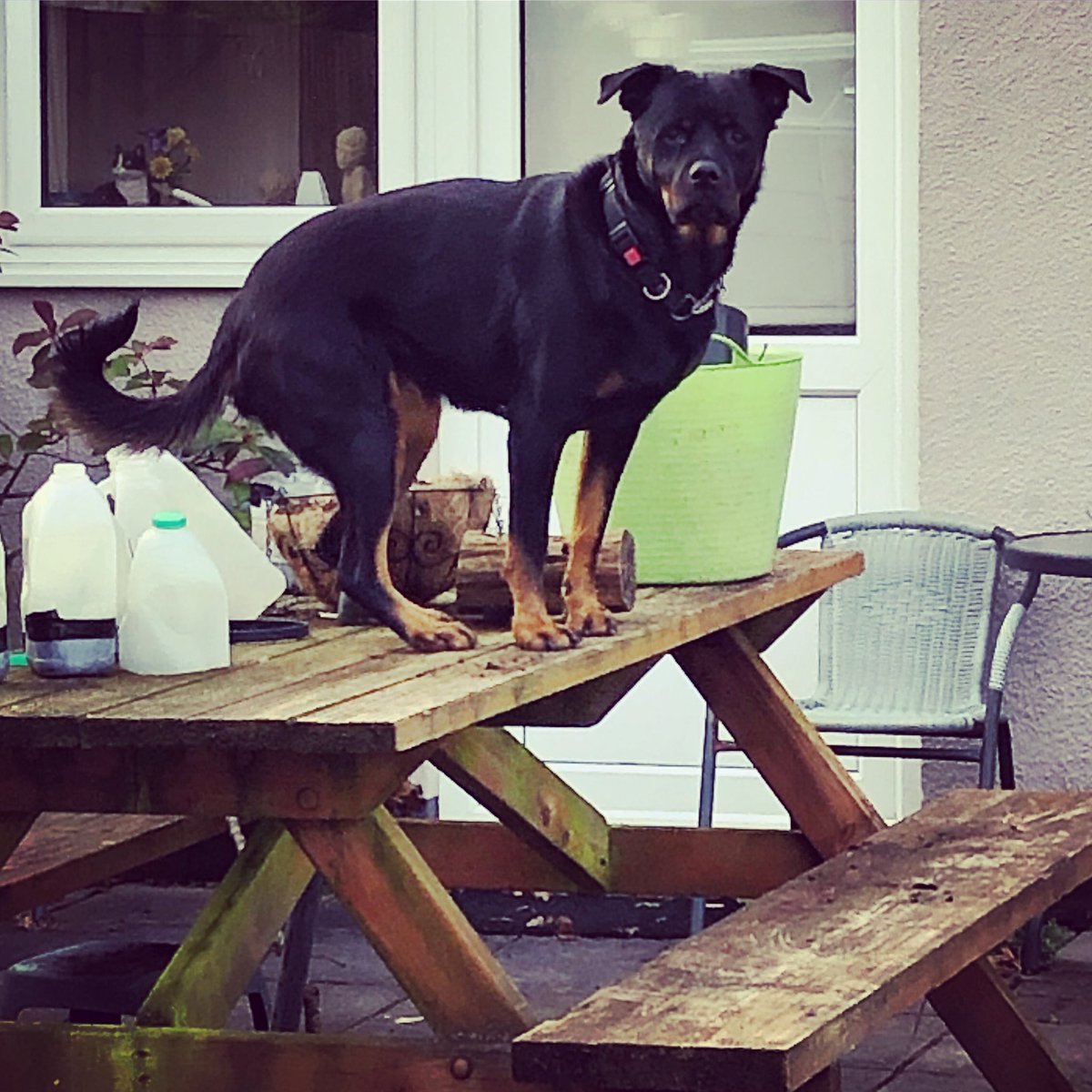 WinnieRescue's tweet photo. No I wasnβt sitting on the table #caughtintheact #tabledancing #rescuedog #rescuedismyfavoritebreed #rescuedogoftheday #rescuerottie #rescuerottweiler #rottweiler #rottweilerlove #rottweilerland #rottweilerworld #rottweilerfamily #rottie #rottielove #rottielife https://t.co/mG5xzBnEgo