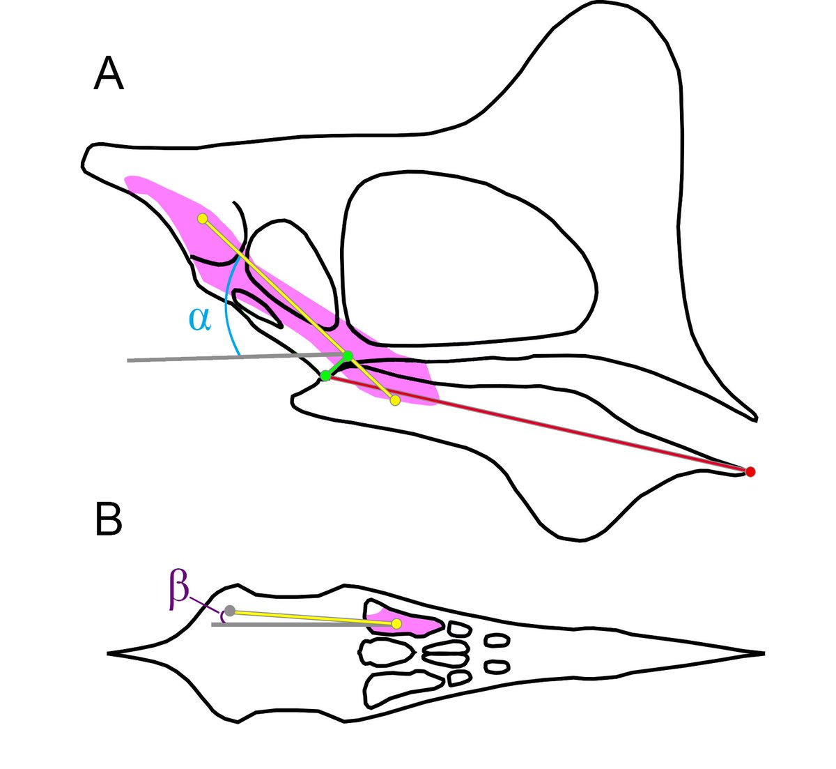 It’s out! I'm glad to present a new paper, which derives from my Masters dissertation. We explore pterosaur jaw musculature and bite force, attempting to test previous dietary hypotheses. Although these studies have been common for dinosaurs, this is a first for pterosaurs! [1/4]