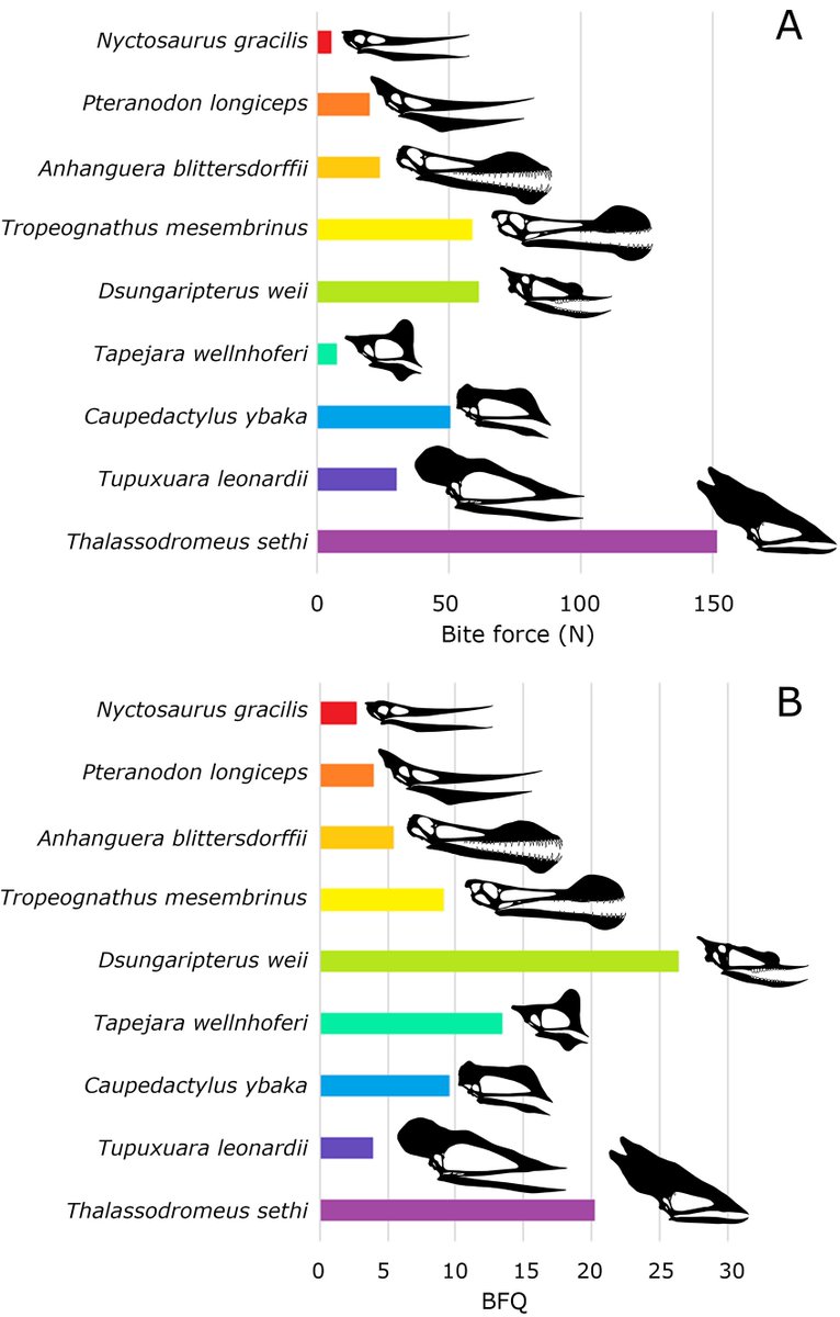 These are the estimates of bite force (top) and bite force quotient (bottom), which is a relative bite force value corrected for body mass. We corroborate the views of Pteranodon, Nyctosaurus, Anhanguera and Tropeognathus as fish-eaters, with fast but relatively weak bites [2/4]