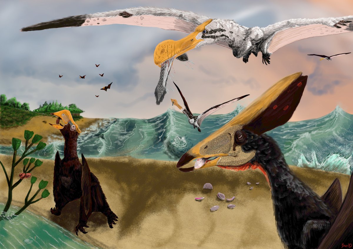Here are the Romualdo pterosaurs, by the wonderful  @7BrumAs. Tapejara is eating Klitzschophyllites fruits. Tropeognathus is catching a coelacanth, while Anhanguera catches something smaller. Thalassodromeus is eating shellfish. Link for the paper:  https://tinyurl.com/y332mfrs  [4/4]
