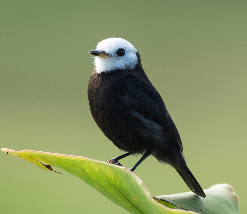 Without further adieu:We present to you the US Presidential Inauguration as exotic birds.We start with President Joe Biden.