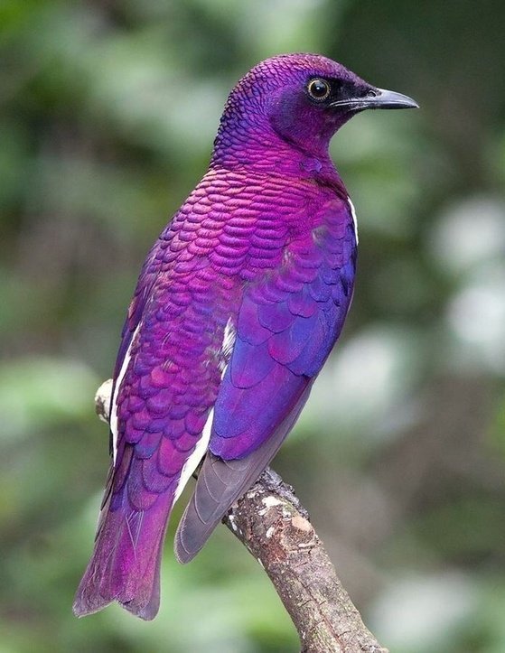 Vice President Kamala Harris