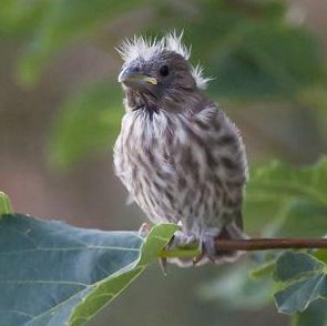 Senator Bernie Sanders