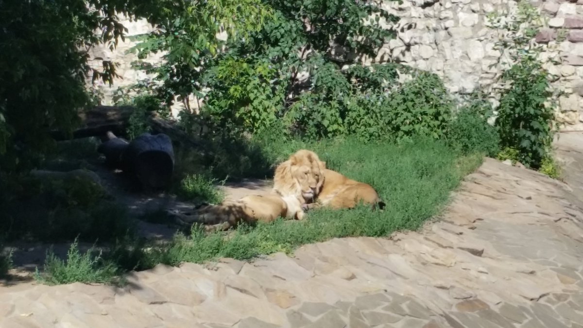 Following that, we did the Moscow zoo in the blazing sun, followed by the fan zone for the Belgium game. Not a fan zone person in general, but if you're gonna do one, do this one.