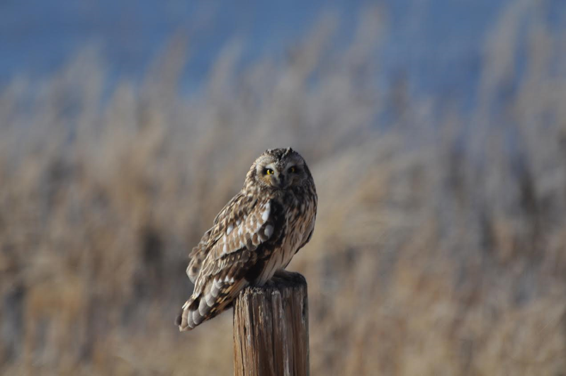 U.S. Fish and Wildlife Service tweet media