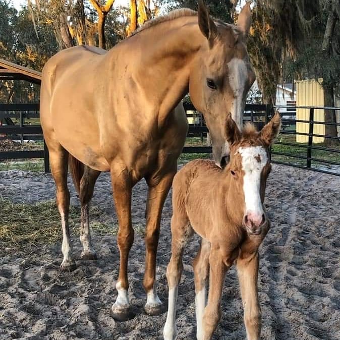 PaddockBlade's tweet photo. Cuteness level? 😍🥰🤗
📸 @akhaltekeamerica
#Paddockblade #akhaltekehorse #akhaltekeaddict #akhaltekenewborn #akhaltekefilly #akhaltekemare #horse #teke #turkoman #turkmenhorse #turkomanhorse https://t.co/e19F4mCBwu