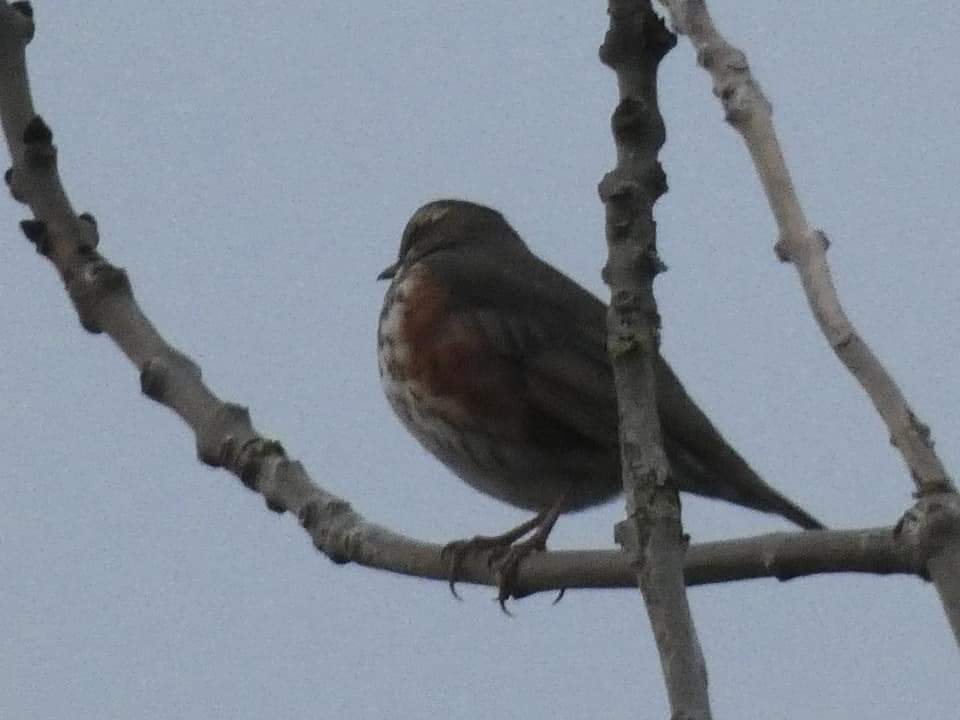 #bbcwinterwatch A red wing in my garden, Ipplepen, Devon