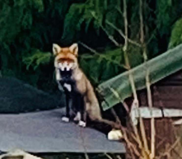 Juliet_Tol's tweet photo. Isn’t this a foxy fox! All black underneath with 4 white paws, sitting on a shed roof surveying our garden! https://t.co/3OVA6nJQJp