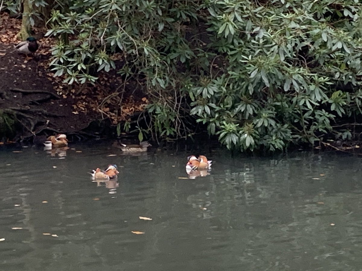 MrsDStuckey's tweet photo. During the year we have seen anything from 1 to 15 pairs of Mandarin Ducks on one of the ponds in our local park, as well as 2 Cormorants #Winterwatch https://t.co/m7PMucl2mv