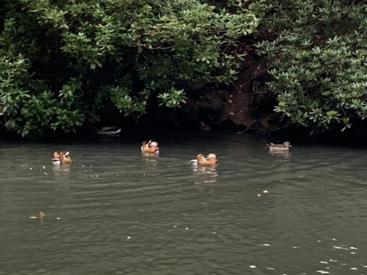 MrsDStuckey's tweet photo. During the year we have seen anything from 1 to 15 pairs of Mandarin Ducks on one of the ponds in our local park, as well as 2 Cormorants #Winterwatch https://t.co/m7PMucl2mv
