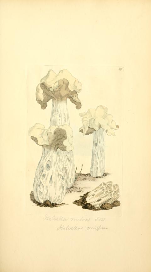James Sowerby's 'Coloured figures of English fungi or mushrooms' would have been an important source of reference for Potter.  https://www.biodiversitylibrary.org/page/5751391 