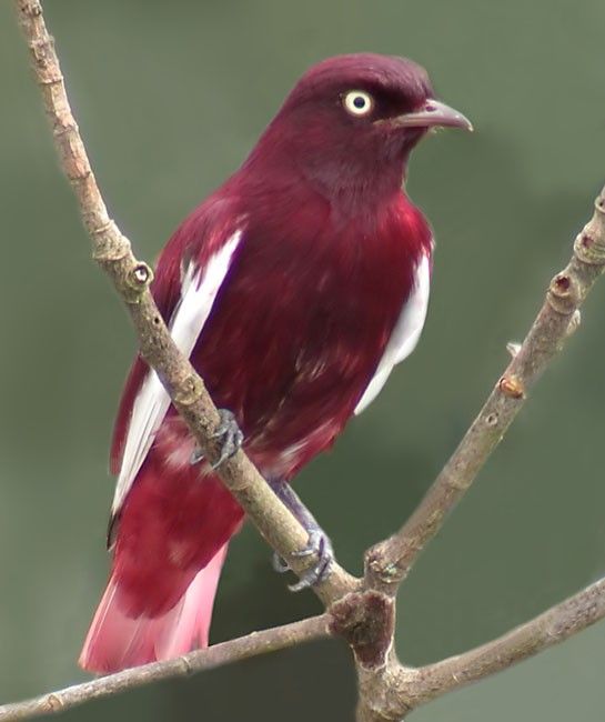 Former First Lady Michelle Obama