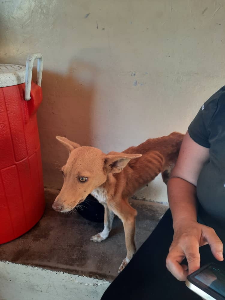 ReporteYa's tweet image. #21Ene #NuevaEsparta 
Detienen al actor Roberto Hernández recordado por su personaje de "El Coconazo" de Radio Rochela por mantener desnutridos a varios animales para rituales de santería que realizaba en su residencia en la Urb. Maneiro  - @ImpactoVE