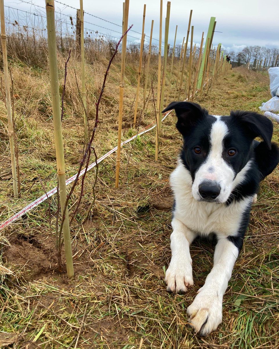 elisesutton_'s tweet photo. A LIVING LEGACY! 🌳 Not the most helpful hedge planting companion but he sure is cute! 7 species of tree going in to make an important corridor for wildlife and provide shelter for livestock #agroforestry #conservationgrazing 🌱 https://t.co/yck9RW2Dht