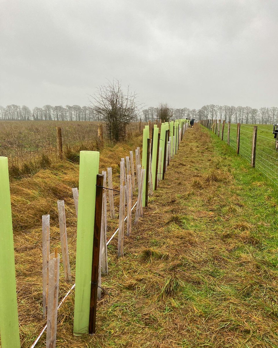 elisesutton_'s tweet photo. A LIVING LEGACY! 🌳 Not the most helpful hedge planting companion but he sure is cute! 7 species of tree going in to make an important corridor for wildlife and provide shelter for livestock #agroforestry #conservationgrazing 🌱 https://t.co/yck9RW2Dht