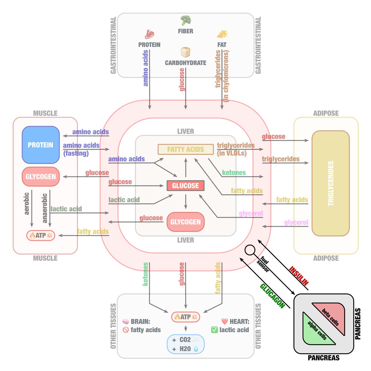Really just underscores the fact that insulin is the CART and not the HORSE. Insulin is simply responding to fuels in the bloodstream, trying to clear the bloodstream of excess fuels, maintaining homeostatic levels opposite of glucagon. Glucagon raises fuels, insulin lowers.