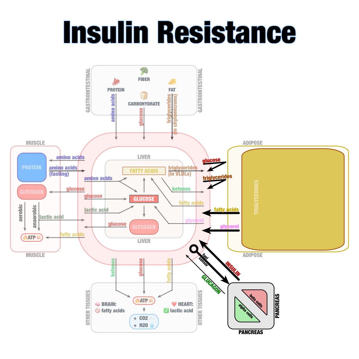 Really just underscores the fact that insulin is the CART and not the HORSE. Insulin is simply responding to fuels in the bloodstream, trying to clear the bloodstream of excess fuels, maintaining homeostatic levels opposite of glucagon. Glucagon raises fuels, insulin lowers.