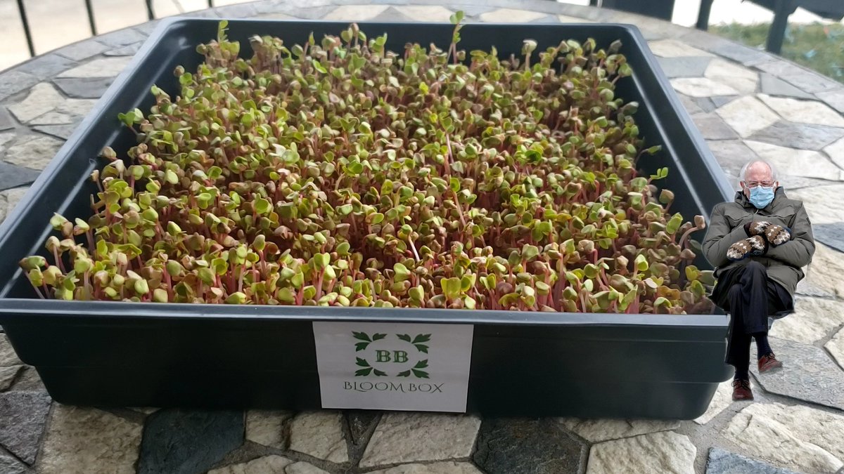 BloomBoxUS's tweet photo. Don't wait for Spring to start gardening.  Get your microgreen kit today at https://t.co/hieX8Okjh6 

#berniememe #BernieSanders https://t.co/c12np85ybK