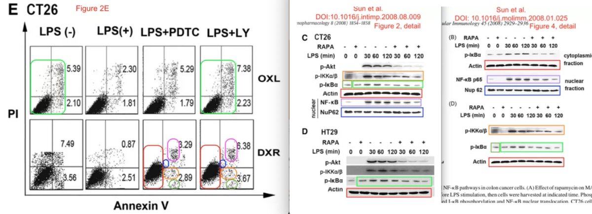 Nothing to see here either, just mislabeling. Totally fine. Just do better next time. (sarcasm) https://pubpeer.com/publications/08E56DF7BB4E8E835A1E0F9C447526