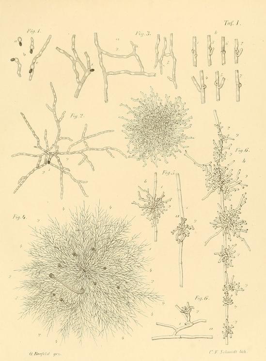 It was the Kew fungologist George Massee, subject of last month's  #MycoBookClub, who recommended to Beatrix Potter that she read Brefeld's 'Botanische Untersuchungen über Schimmelpilze'. In German.  https://www.biodiversitylibrary.org/page/33609731 (Which she did...)