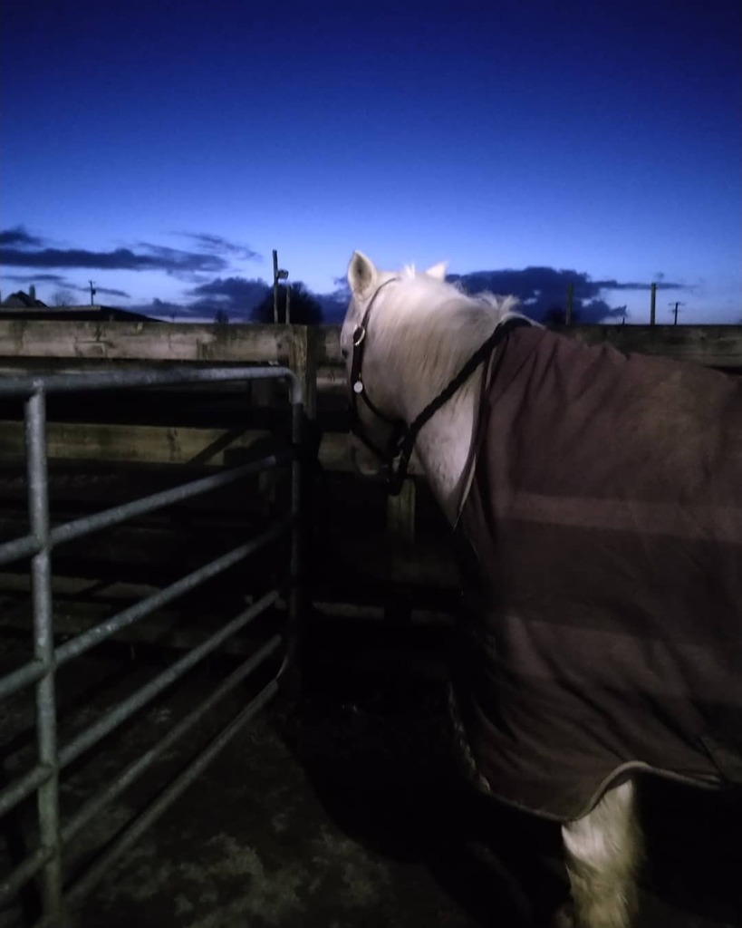 albeg59's tweet photo. "Would ya go'way with your grand stretch nonsense! If there aren't any treats to be doled out, I'm not interested!"
#connemarapony #whocallsahorserobert #grandstretchintheevenings https://t.co/UGKawj0yj3