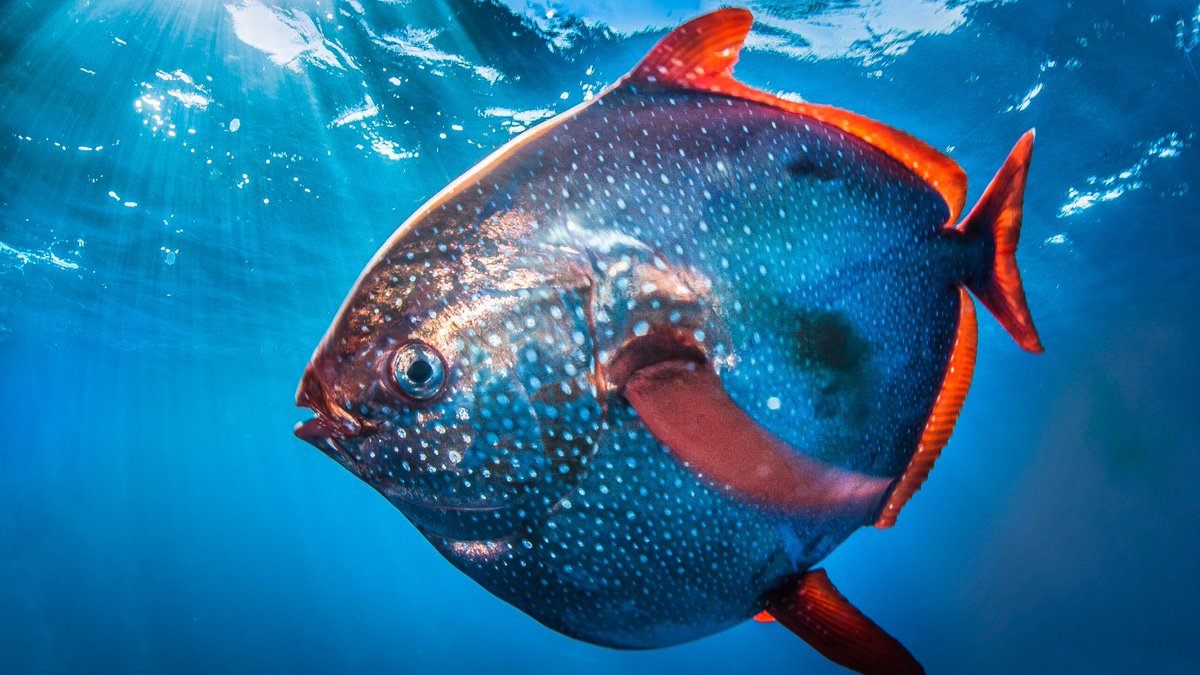 Close up of an opah swimming in bright blue water near the water's surface. It's swimming toward the left of the frame. It has silvery skin that's shimmering in the sunlight. Its fins are a bright red-orange color. Its body is a round shape.