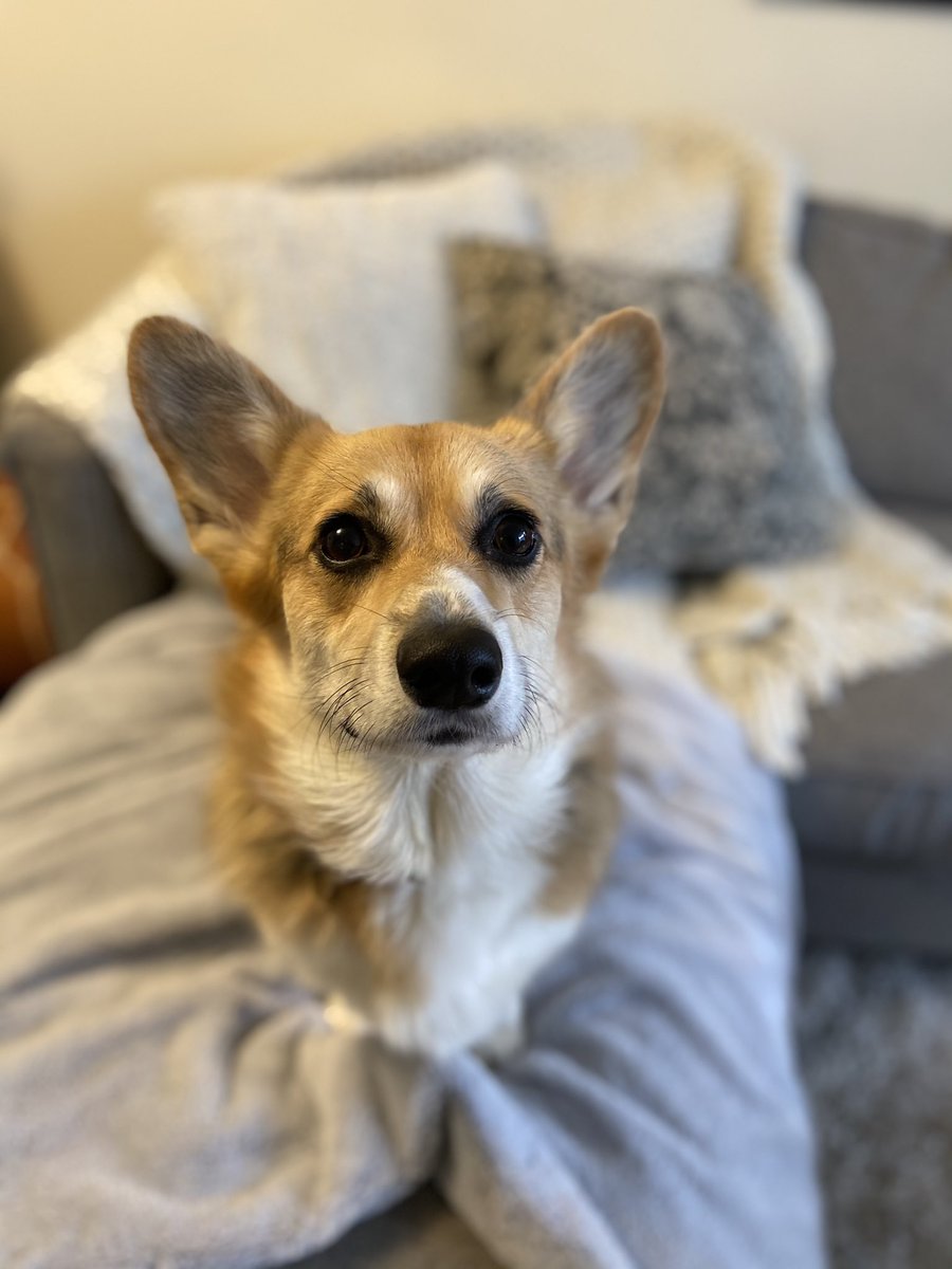 SamanthaLWilson's tweet image. Practicing recording for poster video. Franki corg insists on her voice being heard. Definitely going to have to redo that recording 🤦🏼‍♀️ #sciencedog