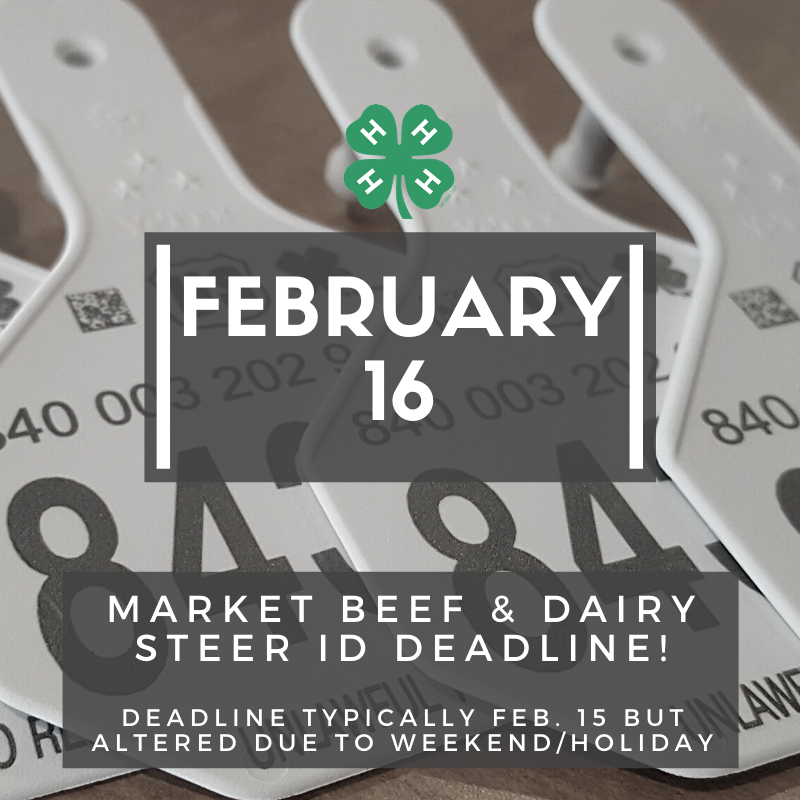 benton_4H's tweet photo. Market Beef &amp; Dairy Steer ID Deadline is coming! Be sure to get your tags from the Extension office and ID the animals in 4HOnline by Feb. 16 (typically Feb. 15, but adjusted for the weekend/holiday)
More info at https://t.co/YRFmRz0NHO https://t.co/IHPaV1Nn3O