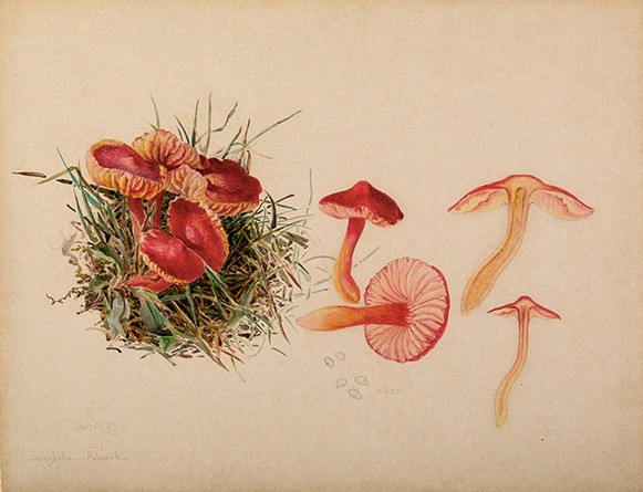We'll be talking about Beatrix Potter - writer, illustrator, mycologist - at  #MycoBookClub on Tuesday 2 February, from 7:30pm (UK time). Join us! Here on Twitter.Illustration of Hygrocybe coccinea by Beatrix Potter. Public domain image courtesy of  @ArmittMuseum