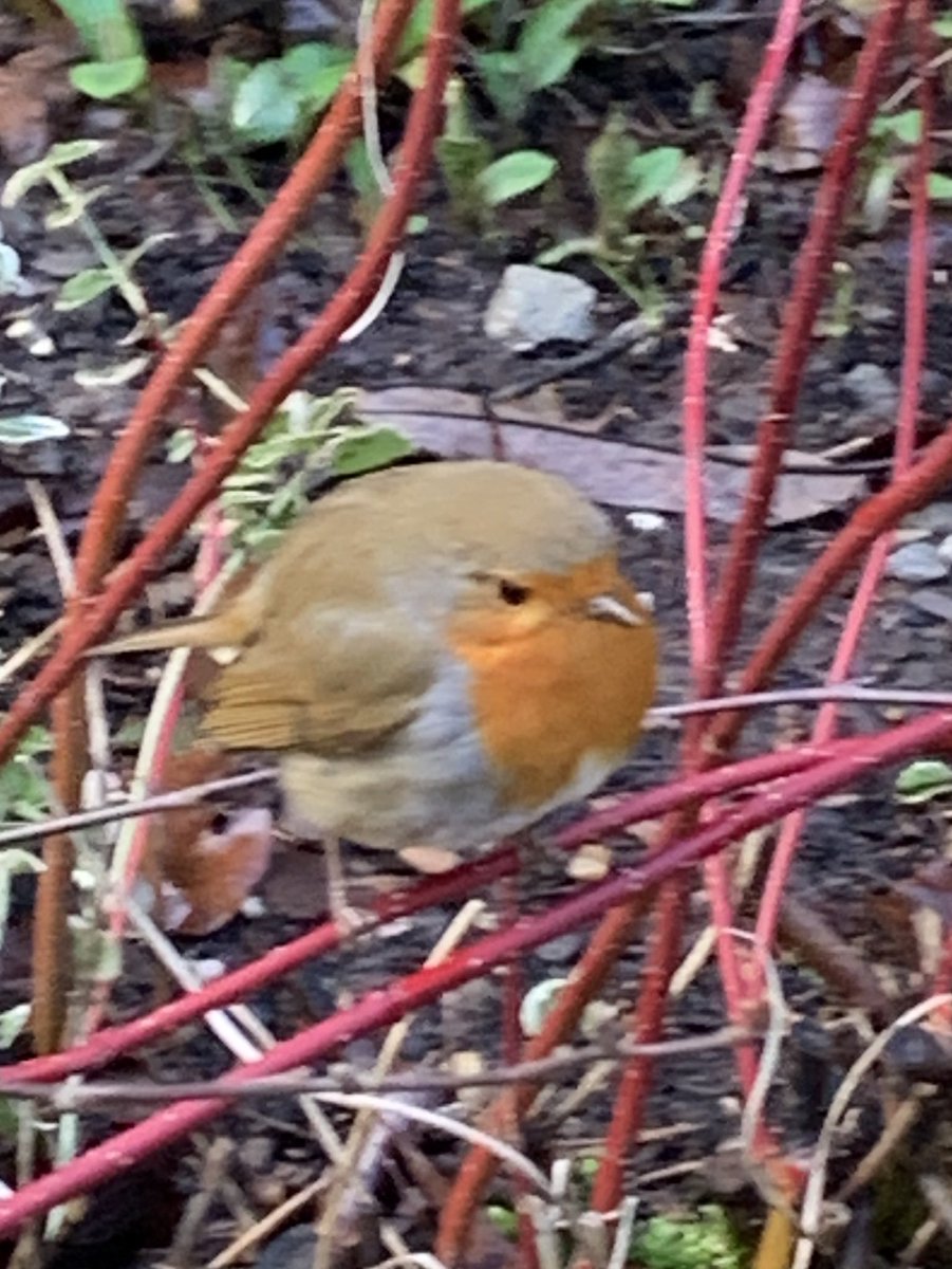 SandraSpeller1's tweet image. After yesterday’s washout #LockdownLeave continues - trip to Nymans to see signs of Spring emerging 😊 #WalkandTalk #healthandwellbeing
