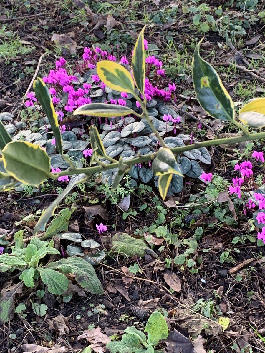 SandraSpeller1's tweet image. After yesterday’s washout #LockdownLeave continues - trip to Nymans to see signs of Spring emerging 😊 #WalkandTalk #healthandwellbeing