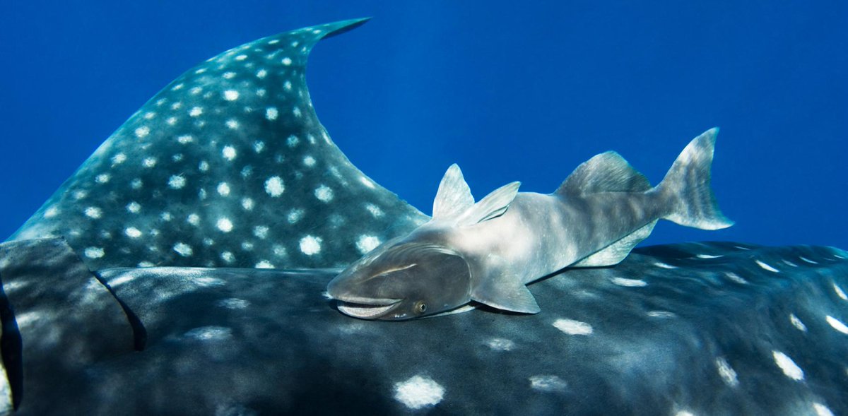 LarkDavis's tweet photo. Retail selling, big money buying. In a day or two we will start getting all the stats showing institutions buying the #bitcoin dip again. There are 3 players in crypto, whales, plankton, &amp; remoras. Whales eat plankton, but Remoras follow the whales and thrive. Be like the remora. https://t.co/TgGCtlRWiV