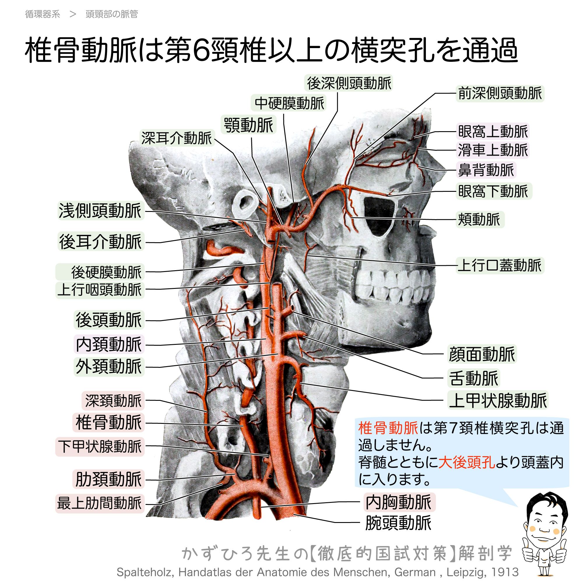 腹部・頭部・骨軟部画像解剖 徹底 メジカルビュー社｜画像医学・放射線医学｜画像解剖 徹頭徹尾 頭