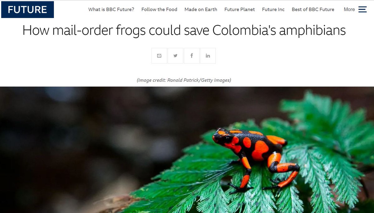 PS3 - Here's a question many of you sent me after this thread: "Can selling captive-bred  #endangered species help reduce poaching of  #animals from the wild?" Here's an interesting example regarding  #frogs. I'm curious what *you* think:  https://www.bbc.com/future/article/20201216-how-mail-order-frogs-could-save-colombias-amphibians  #WildlifeTrade