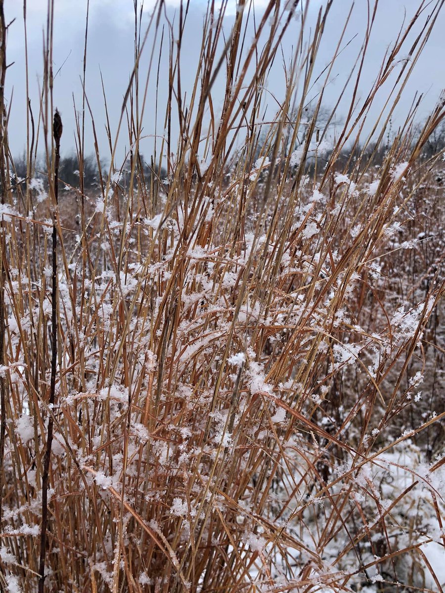 Snowy prairie😀🐝