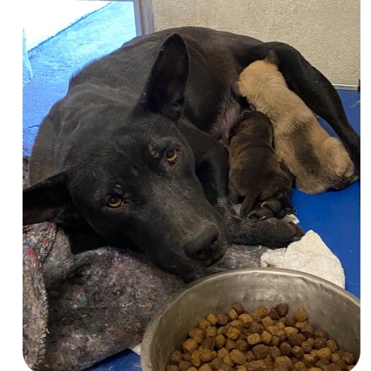 ‼️ (2) moms and (13) puppies just rescued ‼️

One pup was already lost 😞

Donations needed ❤️

Amazon Wish List: 
amazon.com/hz/wishlist/ls…

PayPal: paypal.me/Furrytalesresc…