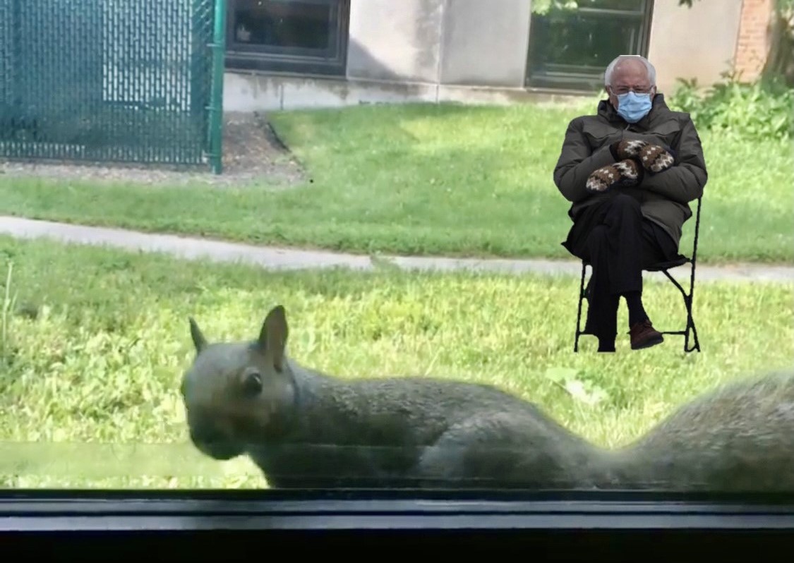 Just watching the #umdwildlife outside Dr. Frisch's (@sci_storyteller) window.  #petethesquirrel 🐿️