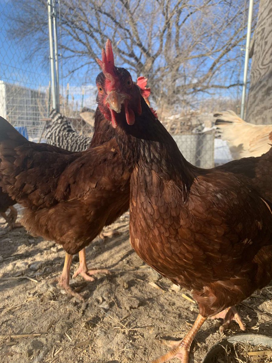 HogsbackHome's tweet image. Somebody is ready to throw down 😂

#Chickens #AngryChicken
#HogsbackHomestead