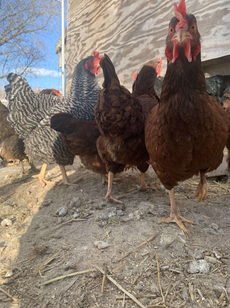 HogsbackHome's tweet image. Somebody is ready to throw down 😂

#Chickens #AngryChicken
#HogsbackHomestead