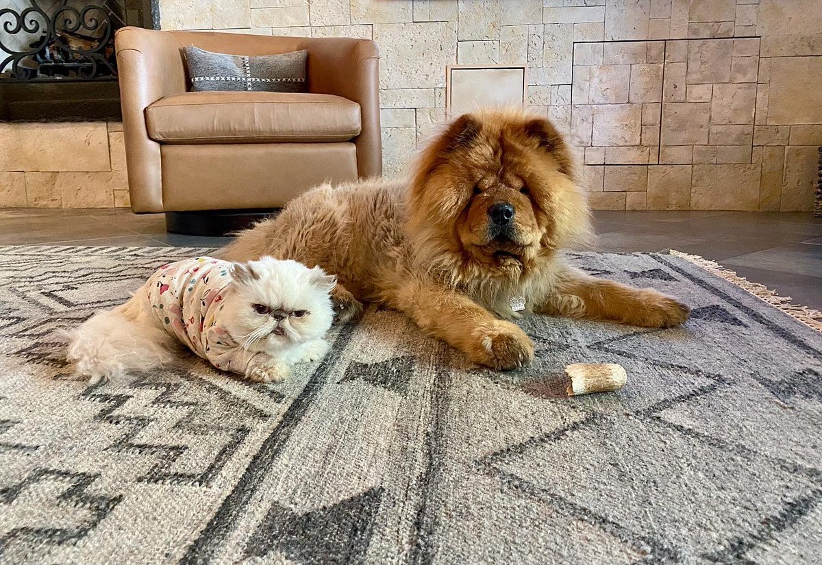 RelatableShelby's tweet photo. Name a better duo 😹🐕 #illwait #stepsisters 👭🏼 https://t.co/aD6canaUDm