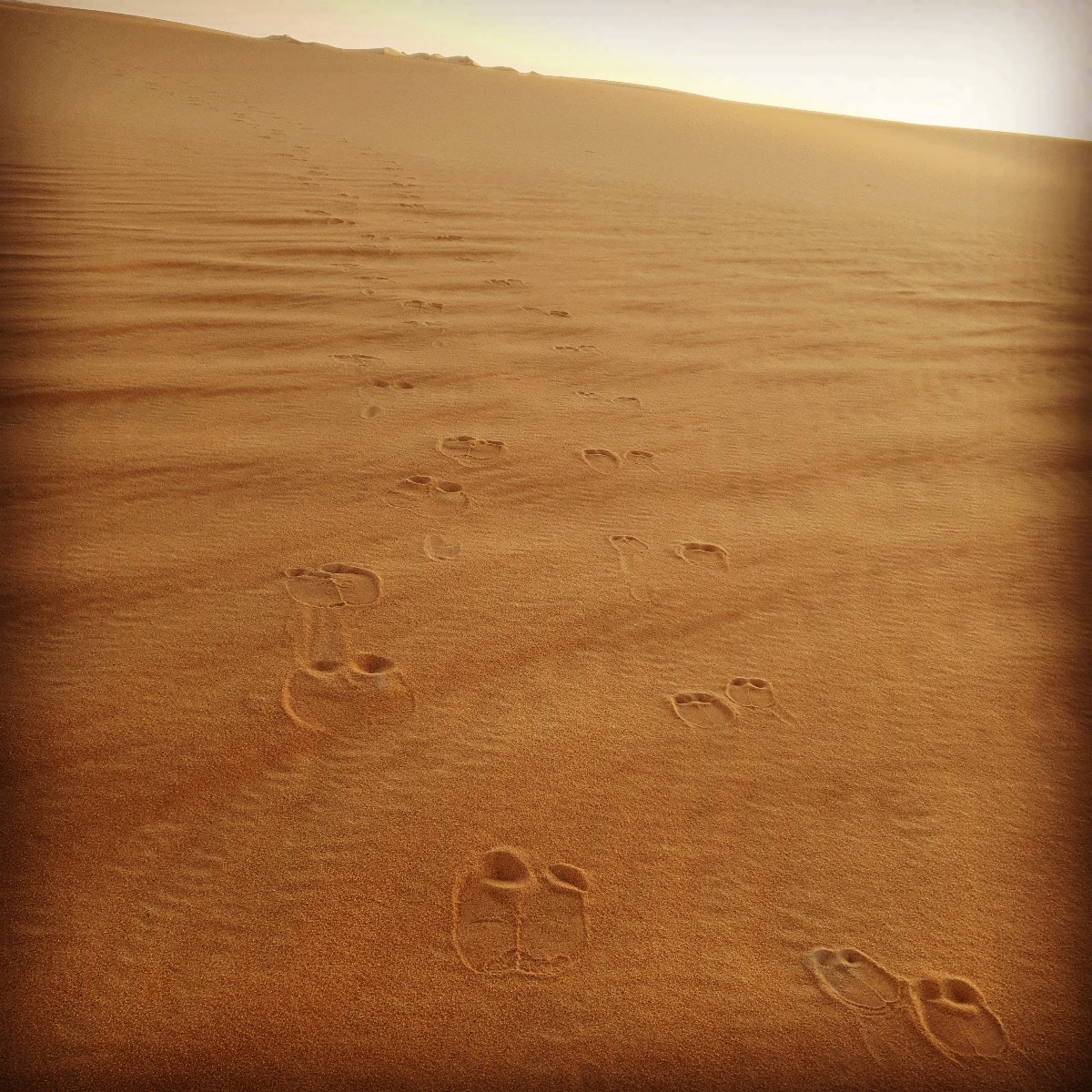maxcalderan's tweet photo. EMPTY QUARTER EXPLORATION 2020
1ST ANNIVERSARY. DAY 6
Impronte di una Madre con il proprio Figlio. #cammelli 
#calderanline #emptyquarter2020 https://t.co/JWuyN3oHJe
