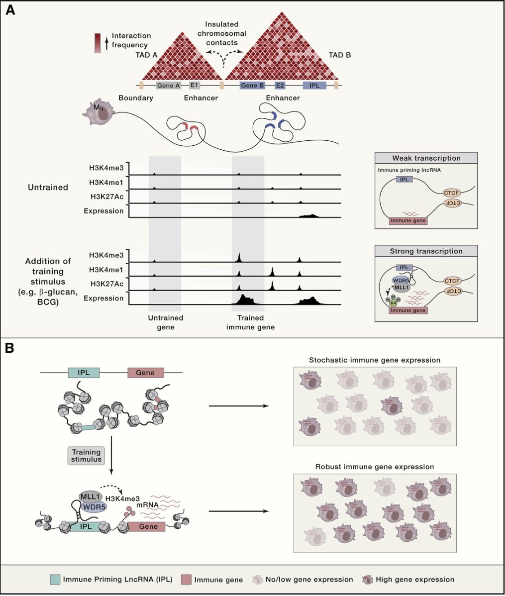 mmw_lmw's tweet photo. #Trained_Immunity | The Intersection of Epigenetics and Metabolism | Musa Mhlanga @radboudumc @ImmunityCP https://t.co/v6W1snG9a6 https://t.co/OfMmeqvzSw